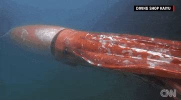 The Kraken GIFs - Find & Share on GIPHY