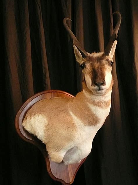 Antelope Taxidermy In Wyoming And Colorado