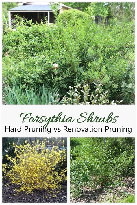 Renovation Pruning for Overgrown Forsythia vs Hard Pruning Forsythia