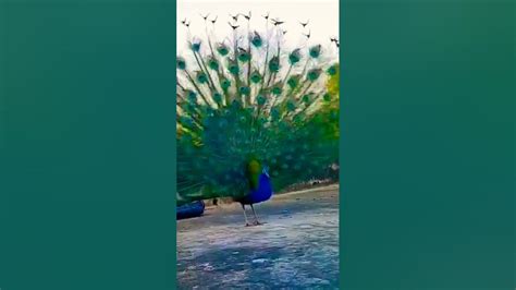 Peacock Dance 🦚🦚🦚 Youtube