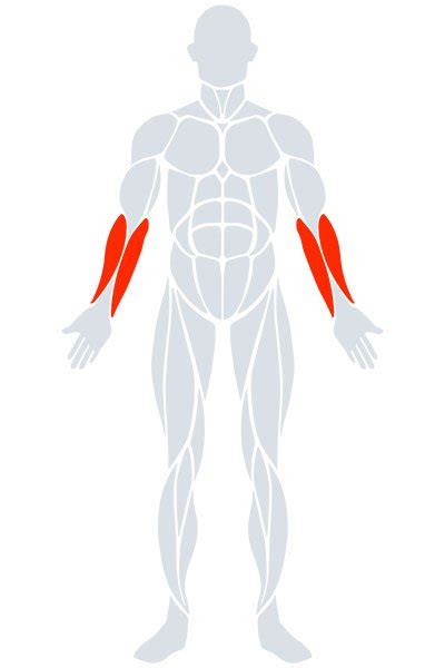 forearms sams fitness