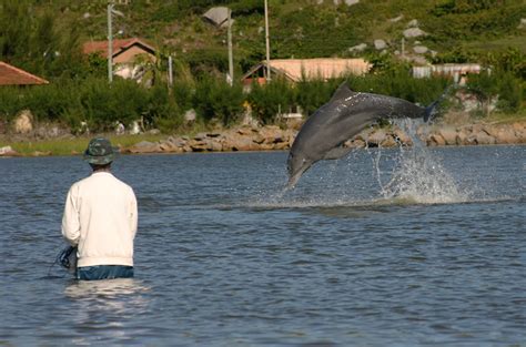 Dolphins and humans team up to catch fish in Brazil | Science | AAAS