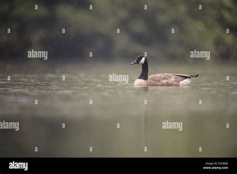 Canada Goose Branta Canadensis Introduced Species Adult Swimming On Lake During Rainfall