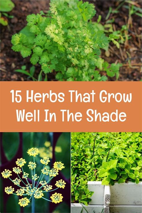 Herbs That Grow Well In The Shade Herbs Edible Garden Organic