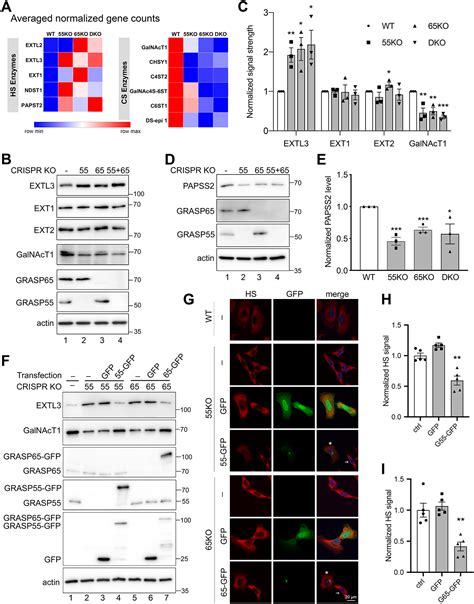 Grasp Depletion Mediated Golgi Fragmentation Impairs Glycosaminoglycan