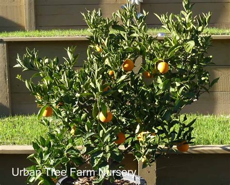 Citrus Orange, Cara Cara | Urban Tree Farm Nursery