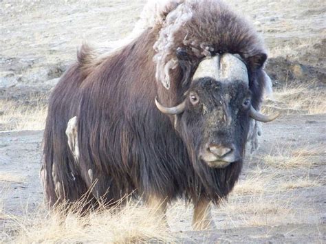 The Muskox Amazing Creature Facts And Photographs The Wildlife