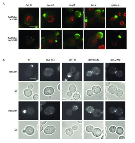 Localization Of Exocyst In Different Cell Cycle Stages A The Yeast