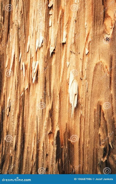 Abstract Detail Of Broken Wood Stock Photo Image Of Rough Branch