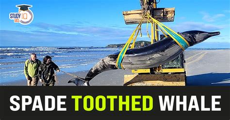 Spade Toothed Whale