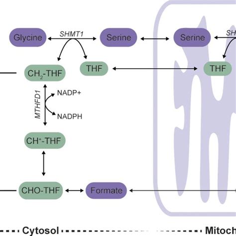 The Metabolic Fates Of Serine This Schematic Illustrates The Products Download Scientific