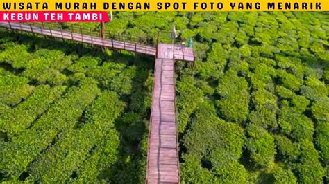 Kebun Teh Tambi Wonosobo Wisata Diperkebunan Teh Dengan View Gunung