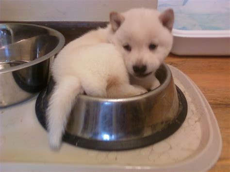 White Baby Shiba Inu Pup Too Cute To Eat Shiba Inu Japanese Dogs