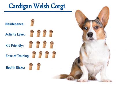 Cardigan Welsh Corgi Everything You Need To Know At A Glance