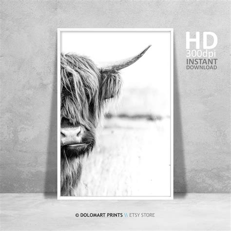 Highland Cow Wall Art Etsy