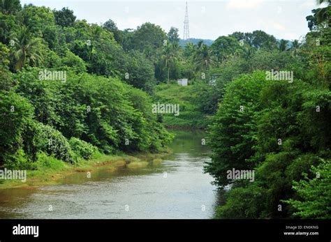 river green trees stock photo alamy