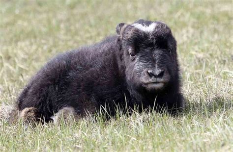Musk Ox Babies At The Musk Ox Farm Gallery