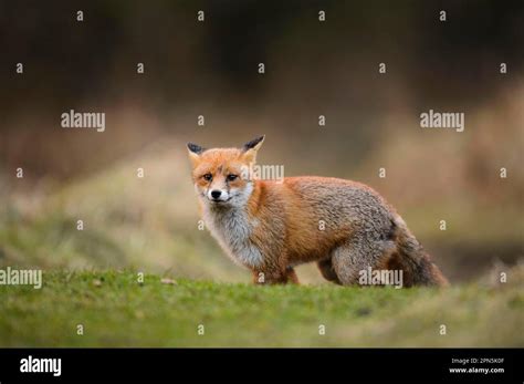 Red Fox Red Foxes Fox Foxes Canines Predators Mammals Animals