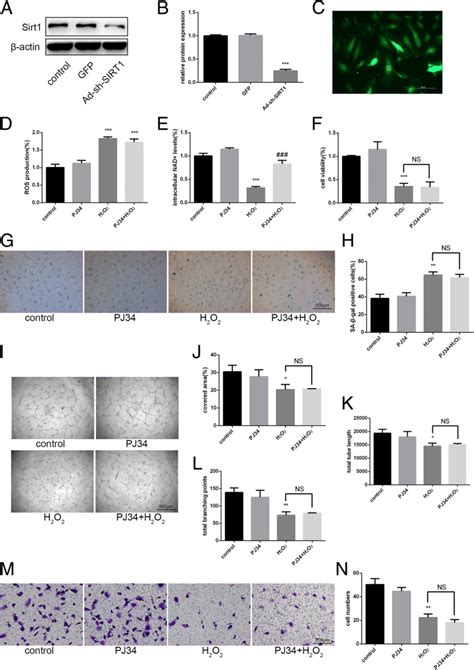 Effects Of PJ34 On Senescent EPC Functionality After Silencing Sirtuin