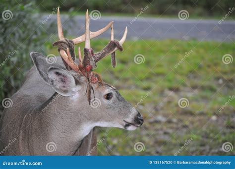 Profile of a Whitetail Buck Deer with Velvet Shedding Antlers Stock ...