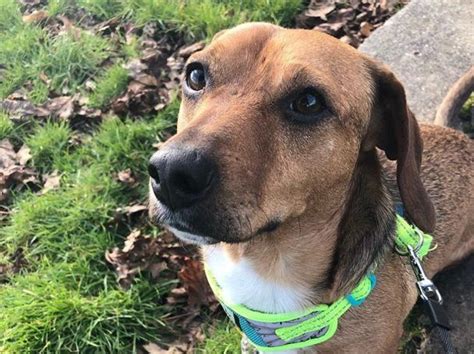 Jack Russell Dachshund Mix Black And White