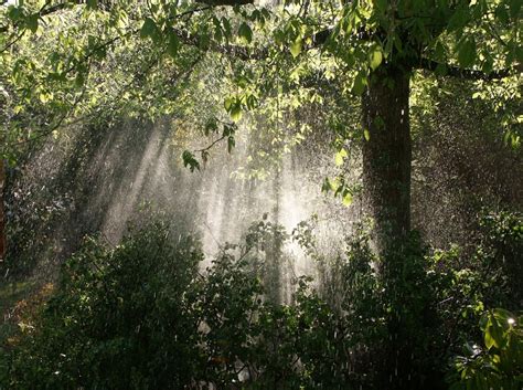 Fotos gratis árbol naturaleza bosque cascada rama planta luz de