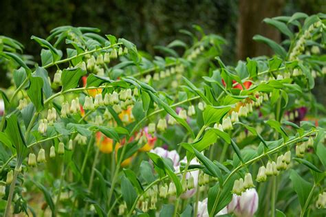 Native Plants That Thrive In Clay Soil