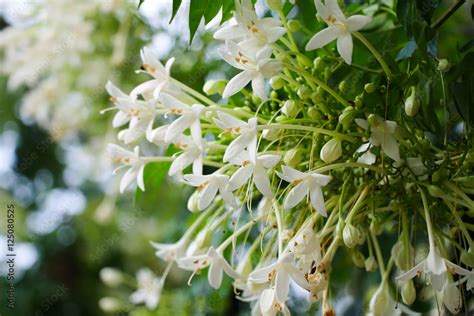 Millingtonia Hortensis Flower Or Tree Jasmine Flower Or Indian Cork