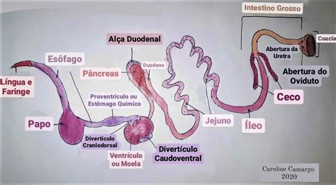 Desenho Sistema Digest Rio De Aves Anatomia Anatomia Veterin Ria I