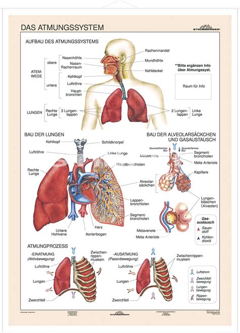 DUO Das Atmungssystem Lernkarte Lerndino De