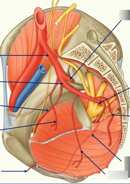 Diagram Of Iliac Arteries Iii Quizlet