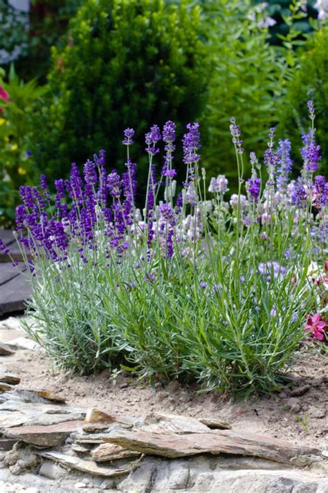 23 Most Beautiful Perennial Flowers For Your Garden