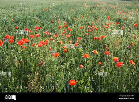 Red Poppy Flowers In The Summer Field Beautiful Red Wildflowers Stock