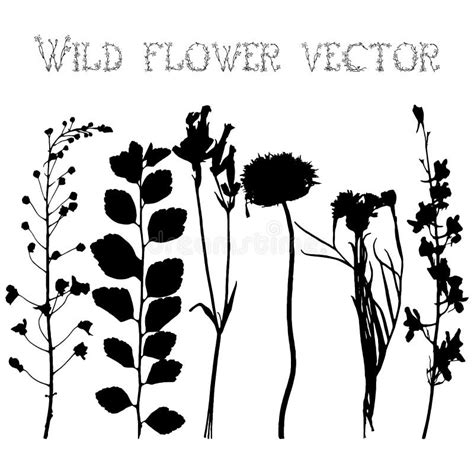 Set Silhouettes Of Wild Flowers Vector Stock Vector Illustration Of