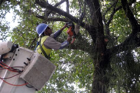 Corte Ou Poda De árvores Deve Ter Autorização Notícia Prefeitura De