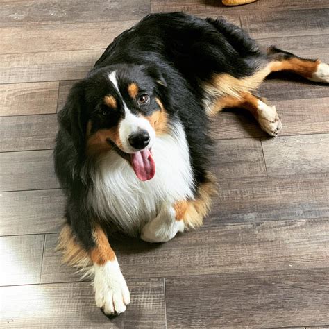 Maple Grove Mini Aussies Home Facebook