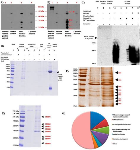 Subcellular Localization Of Snama And Detection Of Interacting Download Scientific Diagram