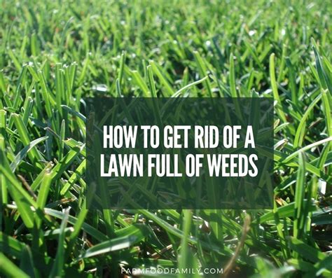 How To Get Rid Of A Lawn Full Of Weeds Ultimate Guide