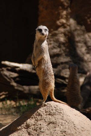 a meerkat standing on top of a rock