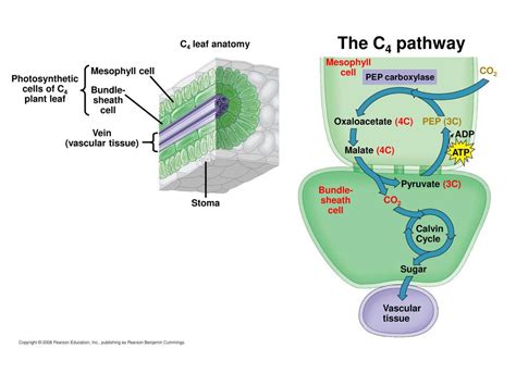 8 Photosynthesis Campbell Biology In Focus Ppt Download