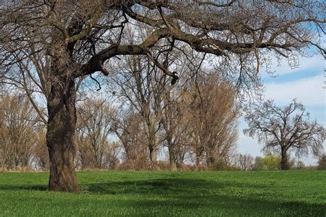 Free picture: oak, tree, landscape, forest, branch, wood, nature, dawn