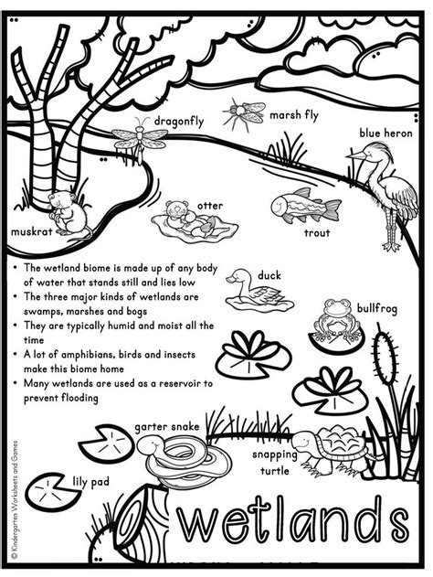 The Wetlands Biome In 2024 Wetland Biome Homeschool Nature Study