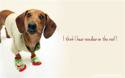 Dachshund Christmas Wallpapers Top Free Dachshund Christmas