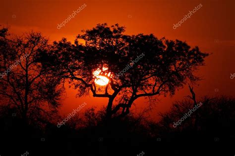 Savanna sunset — Stock Photo © EcoPic #3111301