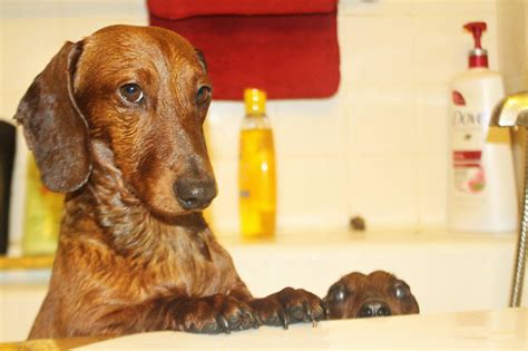 Pin On Dachshunds