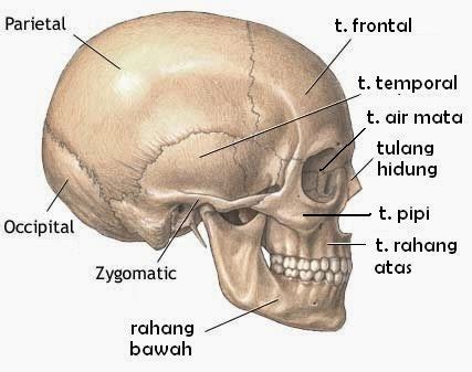 Anatomi dan Fisiologi pada Tubuh Manusia : Sistema Tulang Tengkorak