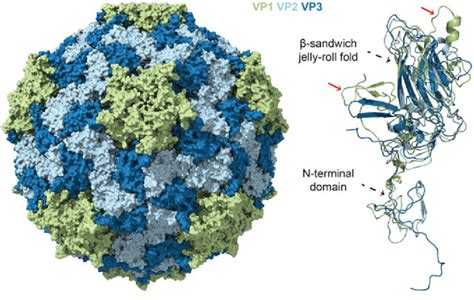 6 Structure Of CtenRNAV II The Complete Capsid Is Displayed To The