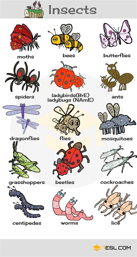 Insects Names With Cool Pictures 7ESL