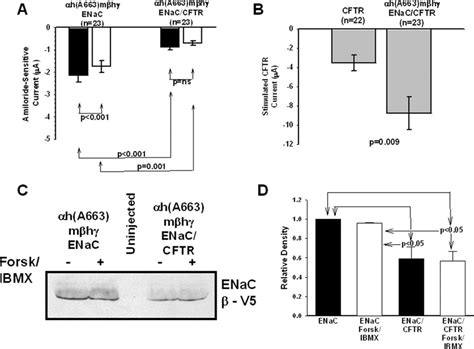 Regulatory Interactions Of Cftr And Chimeric Human A Murine Enac