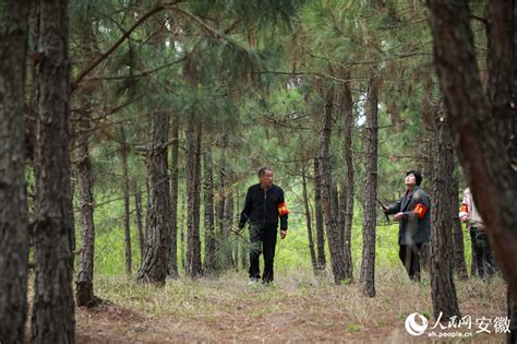 四十年如一日，安徽五河这位护林员让荒山变“青山”腾讯新闻